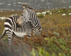 Community – BMC Ecology Competition