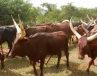 cowsr