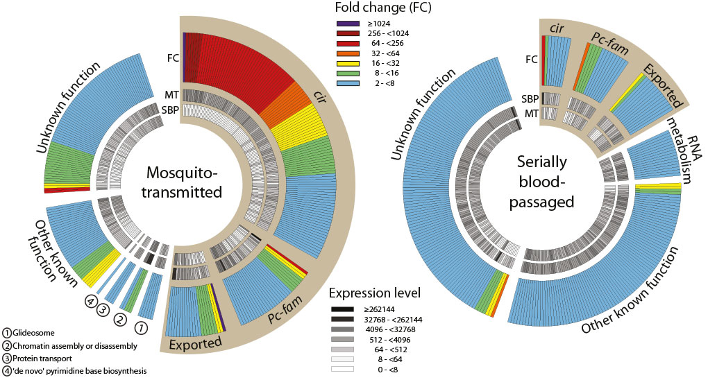 Gene expression profiles in mosquito-transmitted and blood-passaged populations of P. chabaudi (from PJ Spence Nature 498, 228-231 (2013) doi: 10.1038/nature12231)