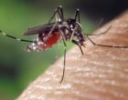 aedes_albopictus_on_human_skin_cdc