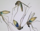 Fig3_Cx-197_4blue_3