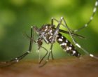 tiger-mosquito-49141_1920