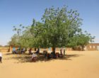 Trees_1