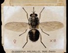 A tsetse fly (Glossina palpalis). Coloured drawing by A.J.E.