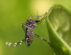 Aedes_aegypti