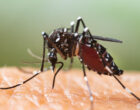 Aedes albopictus Mosquito. Super macro close up a Mosquito sucking human blood