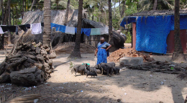A woman in a blue sari stands over a family of pigs that are feeding form a bowl over the ground.