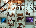 Biodiversity