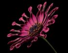 african-daisy-3405_960_720_original