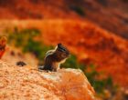 chipmunk-1882883_640