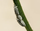 Mealybugs_of_flower_stem,_Yogyakarta,_2014-10-31