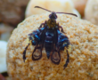 Southeast Asian clearwing moth