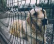 street-dog-g7ec0f143d_1920